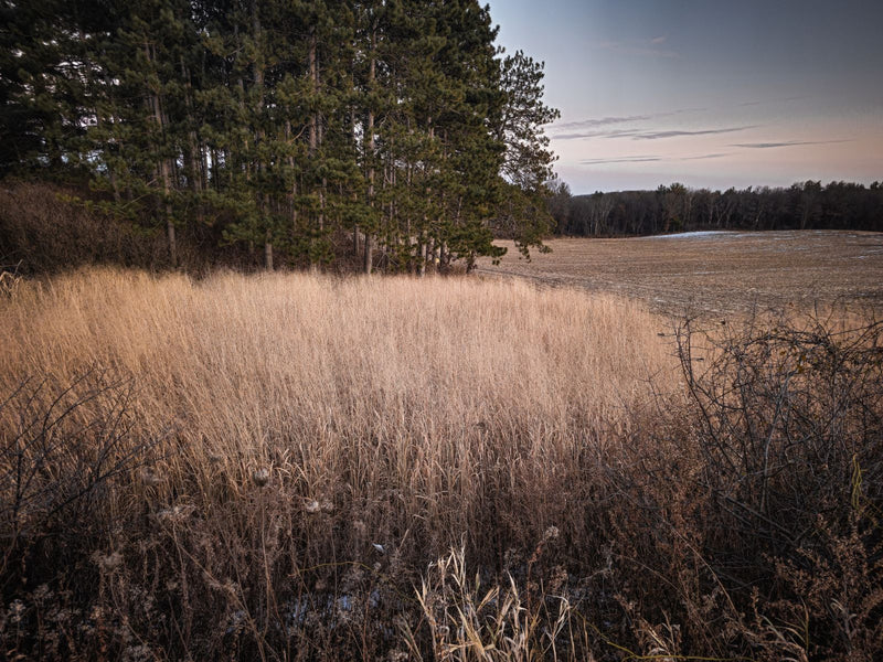 Cave-N-Rock Switchgrass