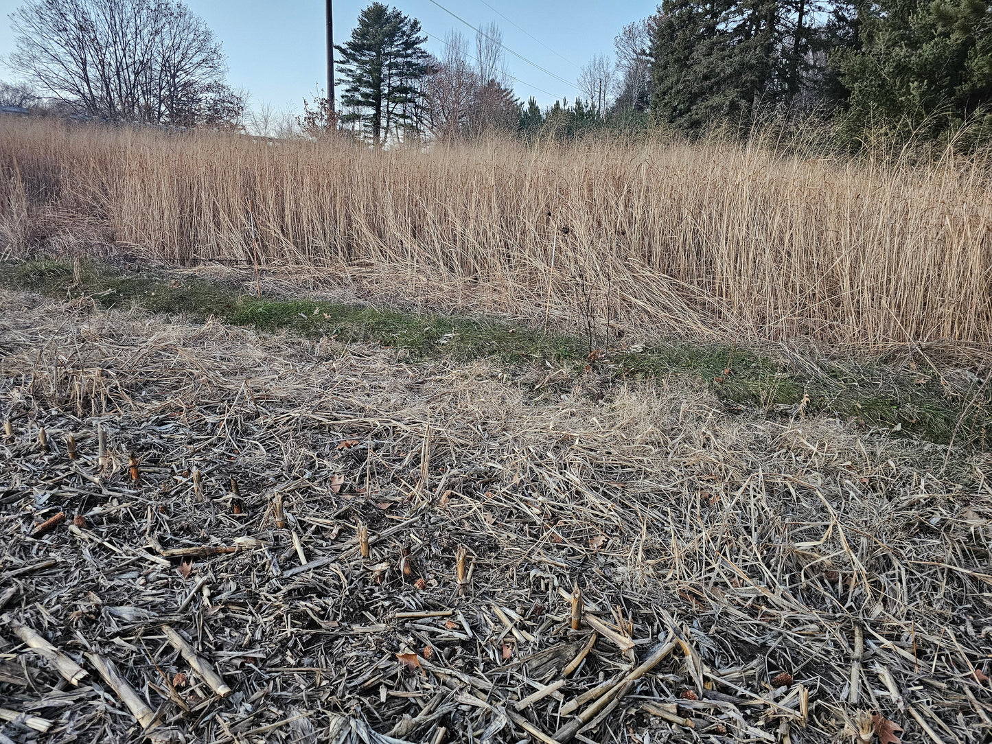 Cave-N-Rock Switchgrass