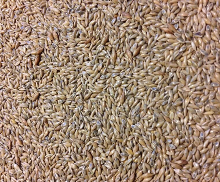 Cave-N-Rock Switchgrass