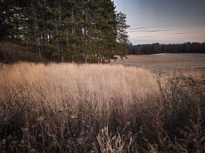 Cave-N-Rock Switchgrass