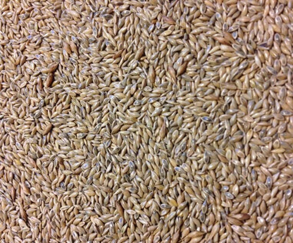 Cave-N-Rock Switchgrass