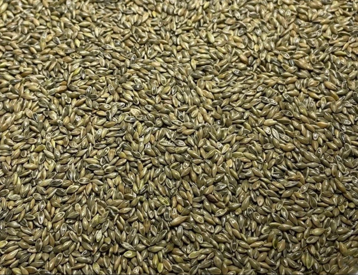 RC Big Rock Switchgrass